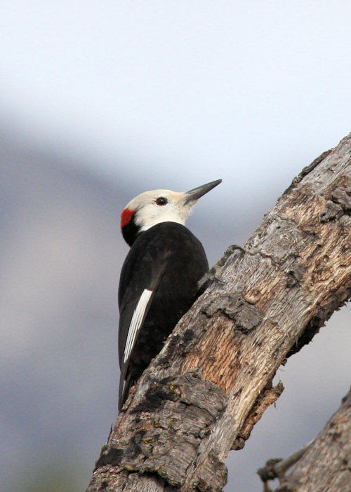 White-headed Woodpecker